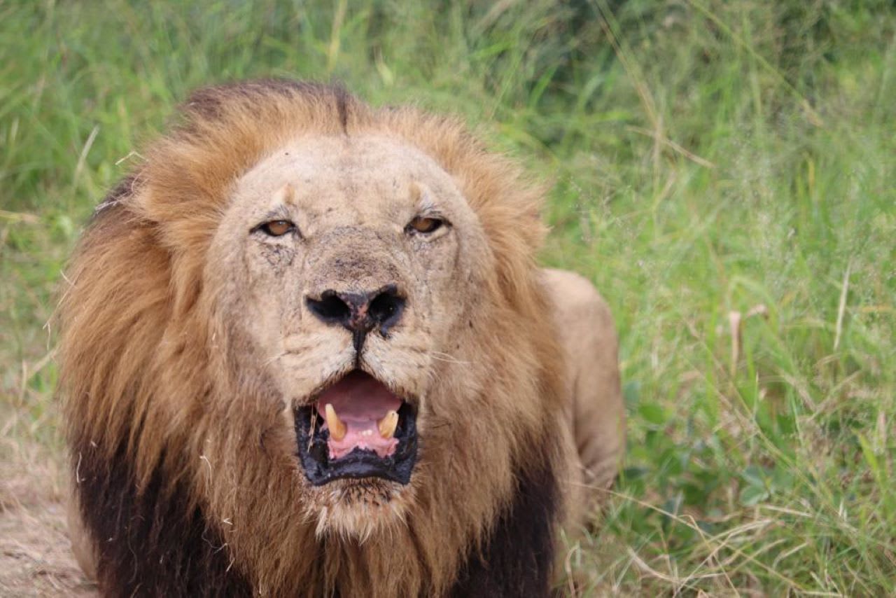 Full-Day Kruger Birding and Wildlife Safari from Maputo with Simba Munyambo
