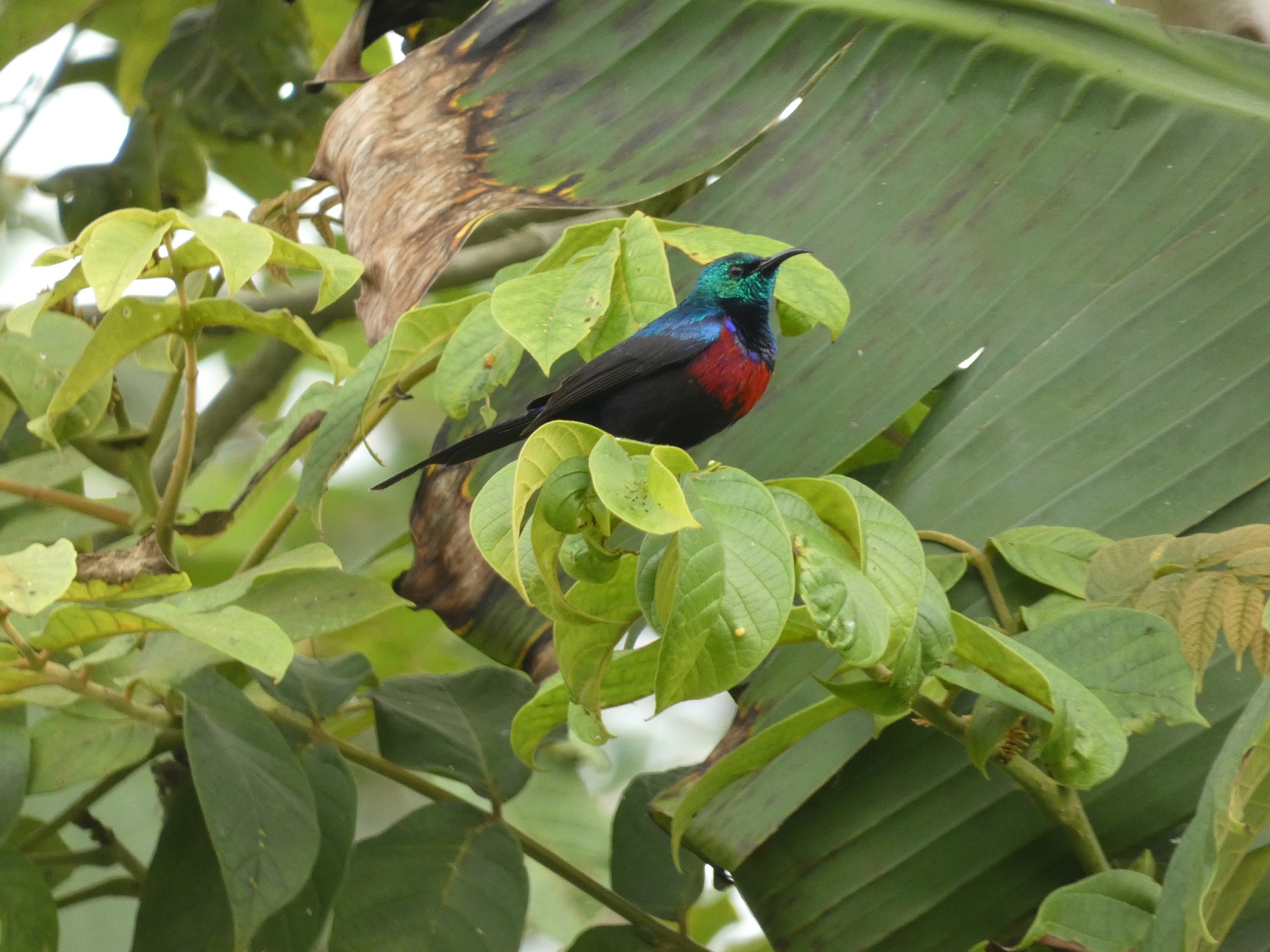 23-Day Uganda Gorillas, Chimpanzees and Rare Birds Safari