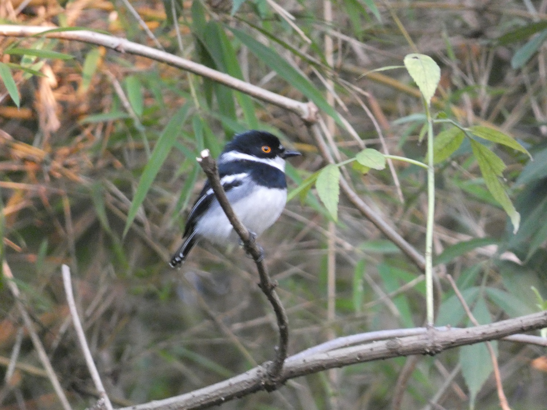 13-Day Uganda Birding, Gorillas, Chimpanzees and Wildlife Safari