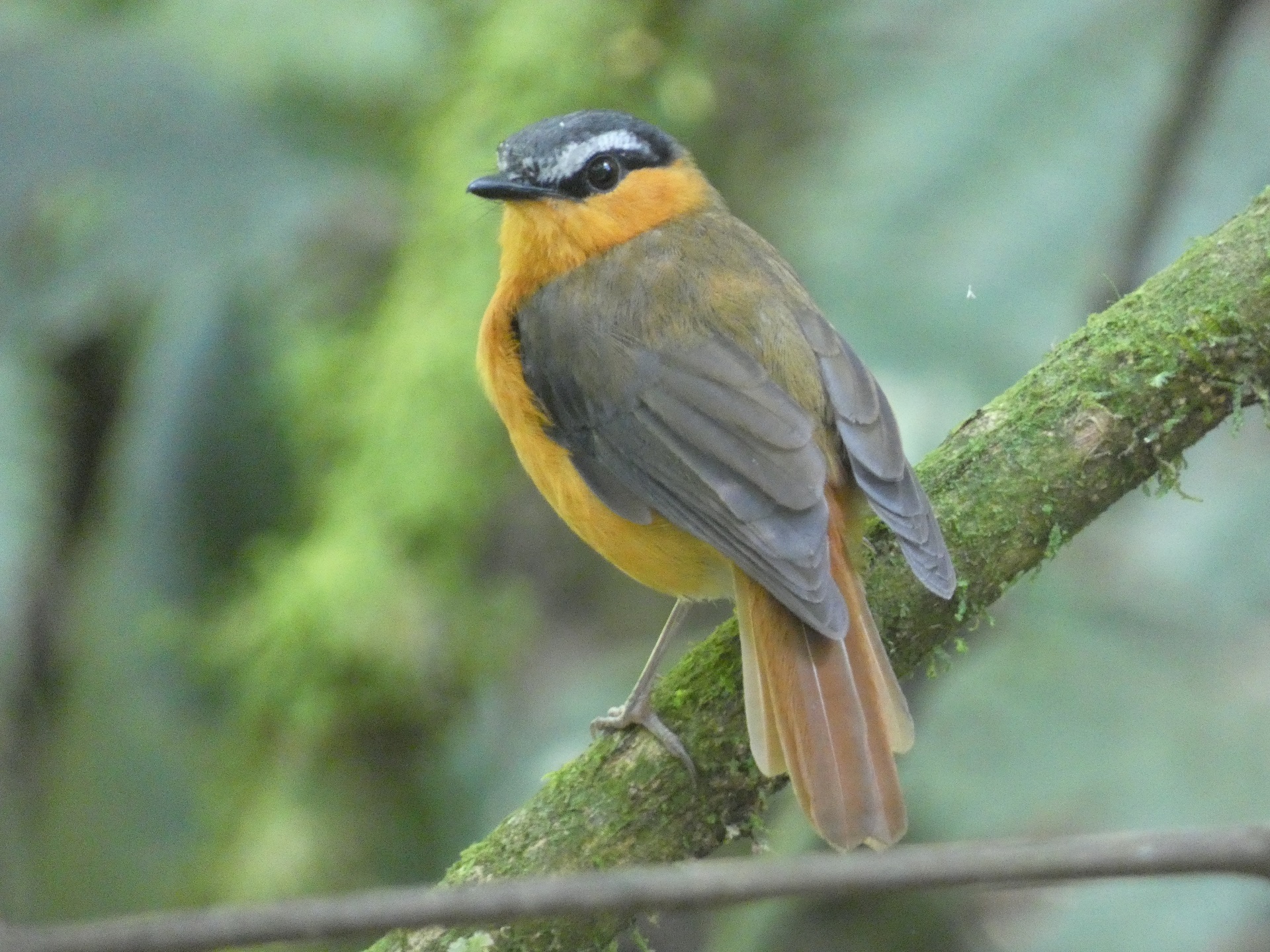 19-Day Uganda Birding and Primates Safari