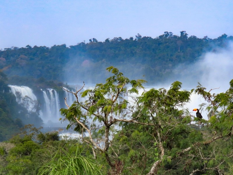 Iguazú Falls Birding Tour