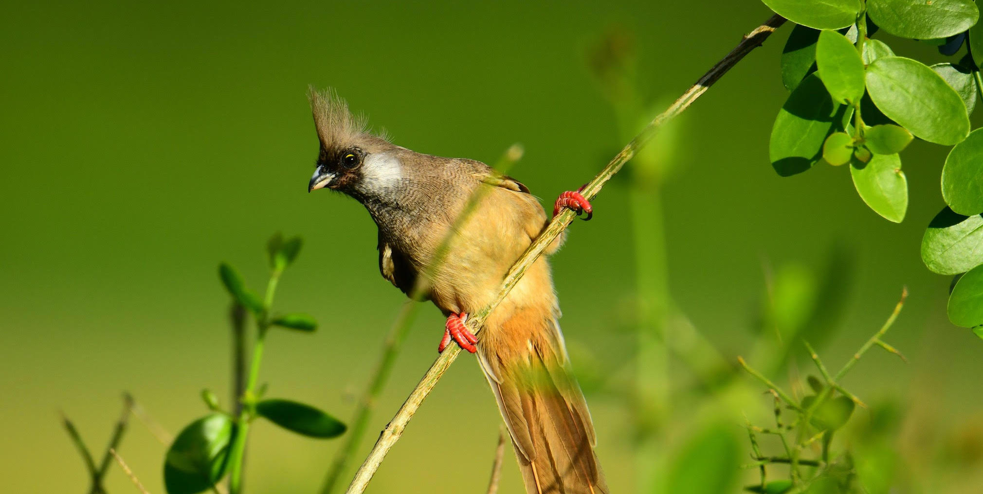 10-Day Coastal Birding Safari with Peter Wairasho
