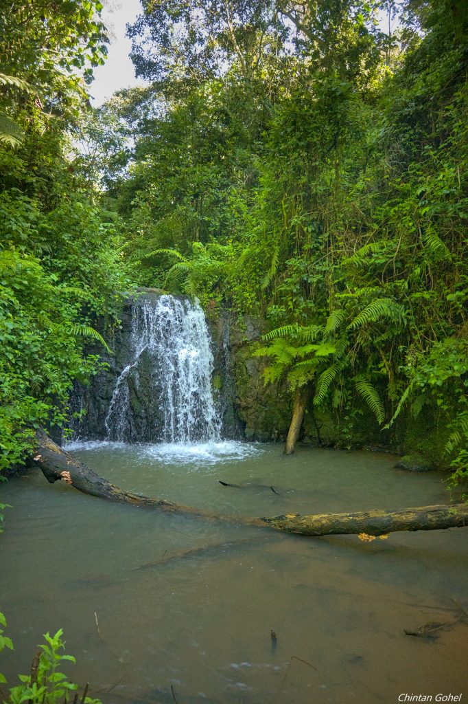 Gatamaiyu Forest & Elephant Hill Day Hike with Peter Wairasho
