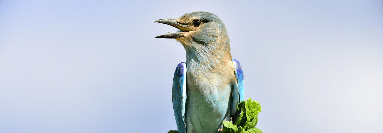Ngong Road Forest Day Birding with Peter Wairasho