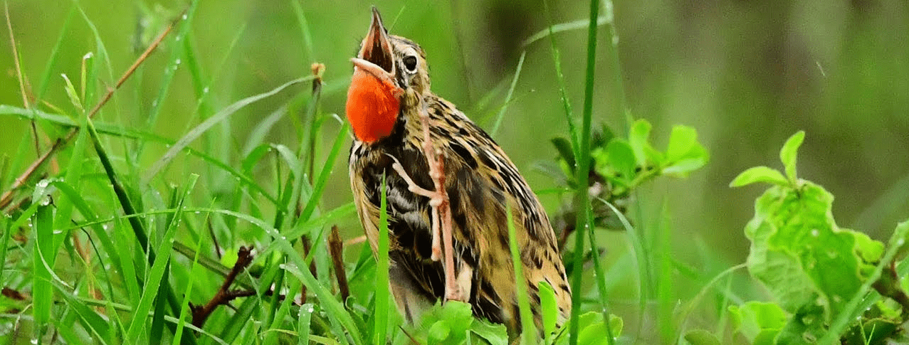 12-Day Birding Tour in Rwanda with Peter Wairasho