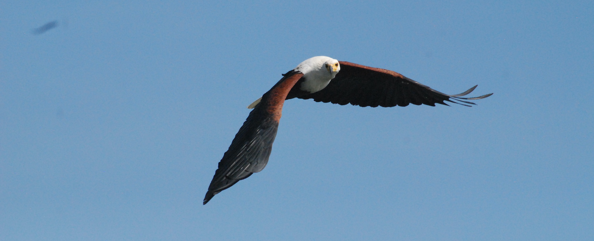 3-Day Birding Trip in Kenya with Peter Wairasho