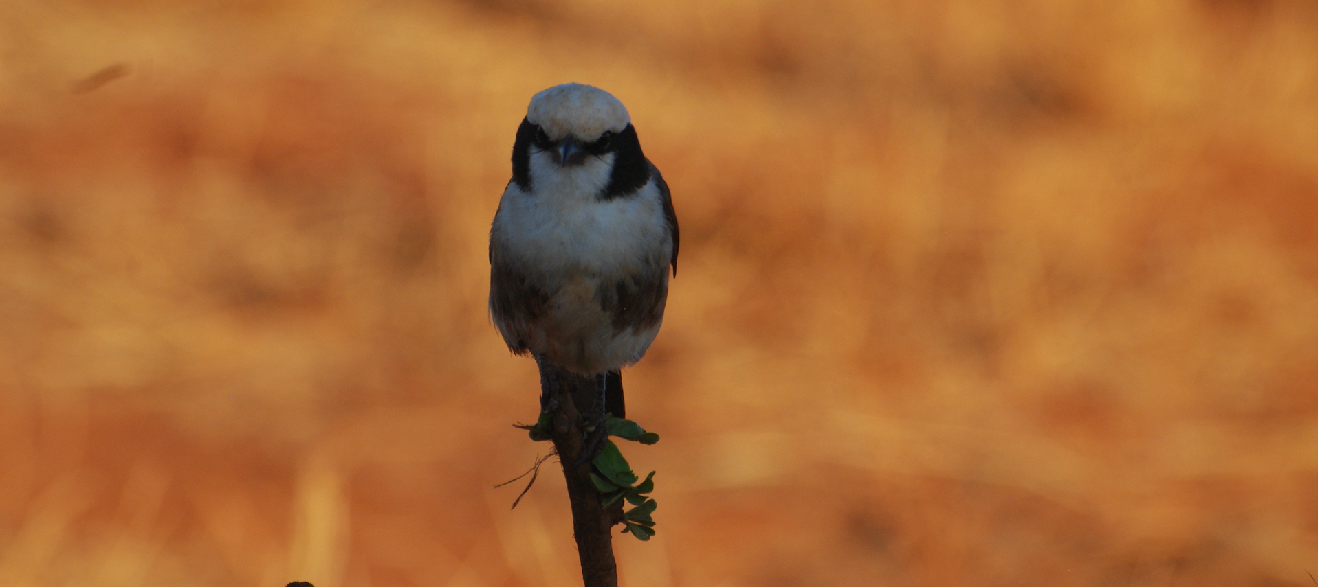 8-Day Birdwatching Tour in Tanzania with Peter Wairasho