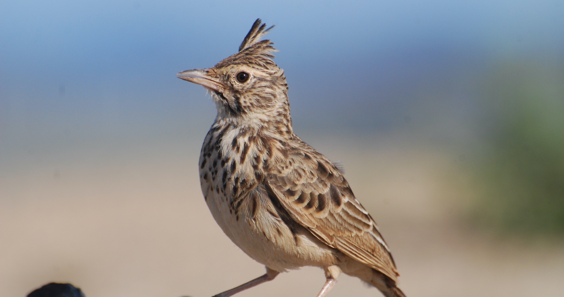 3-Day Birding Tour in Uganda with Peter Wairasho