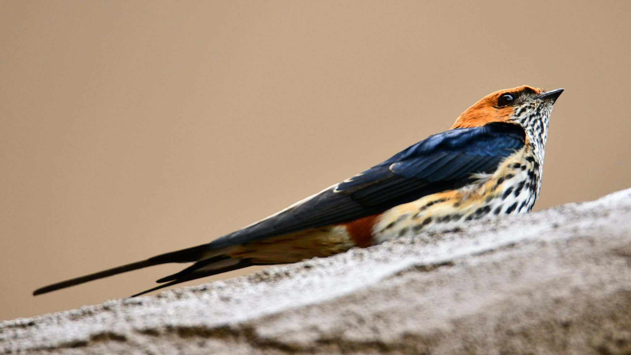 7-Day Birdwatching Tour in Uganda with Peter Wairasho