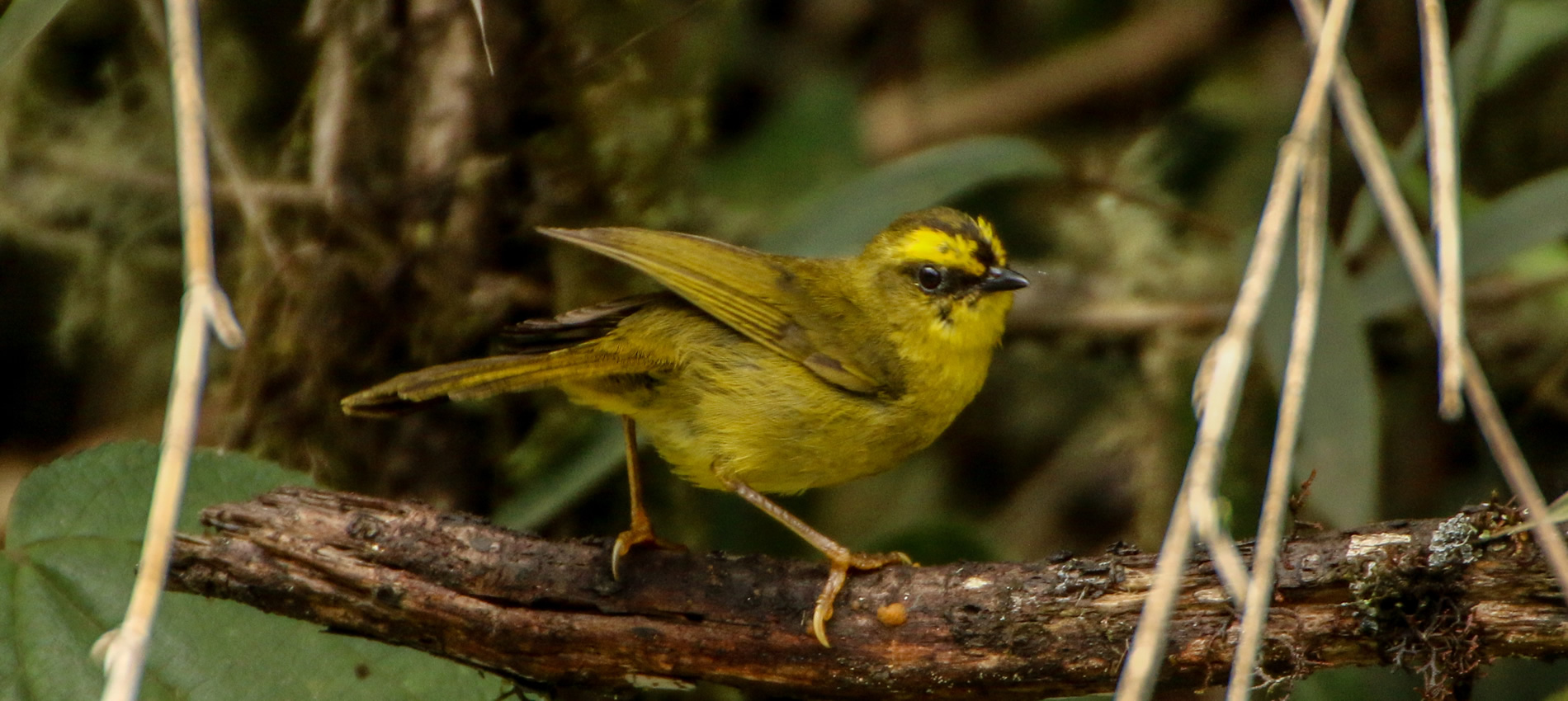 Abra Malaga Birdwatching - Full Day