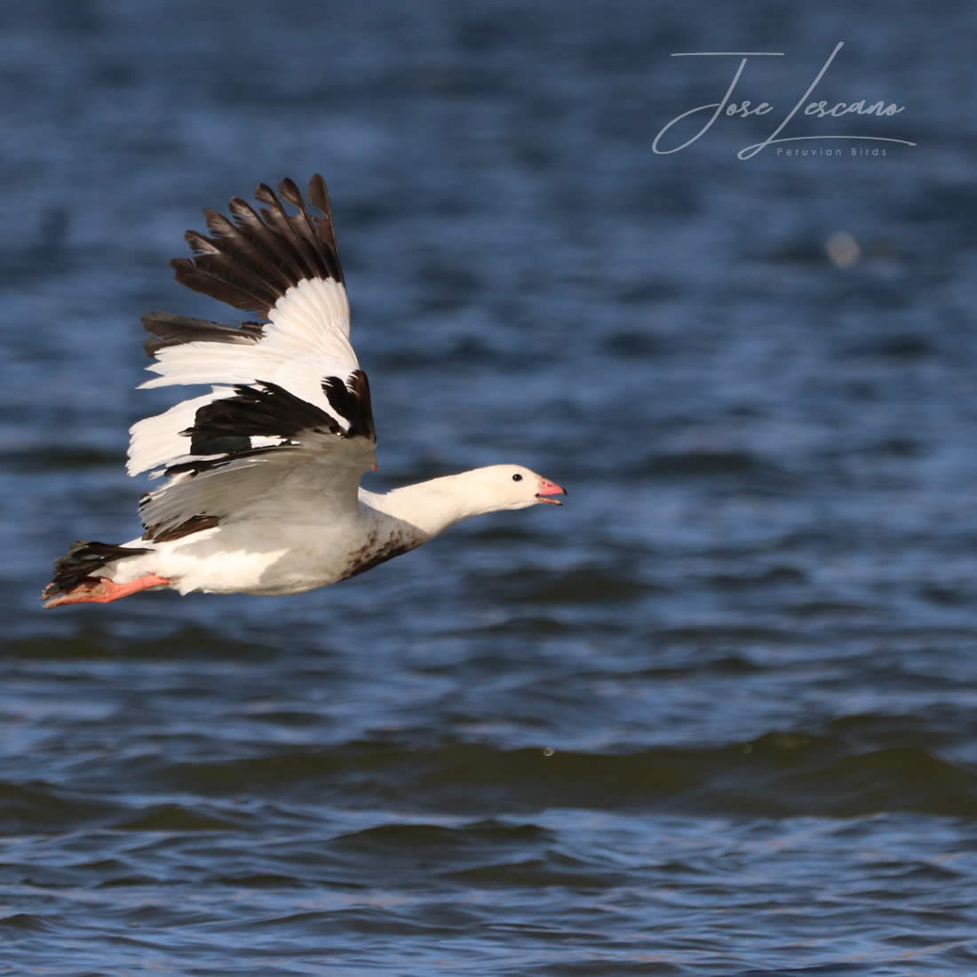 Cusco Hummingbird Photography and Birdwatching - 7 Days