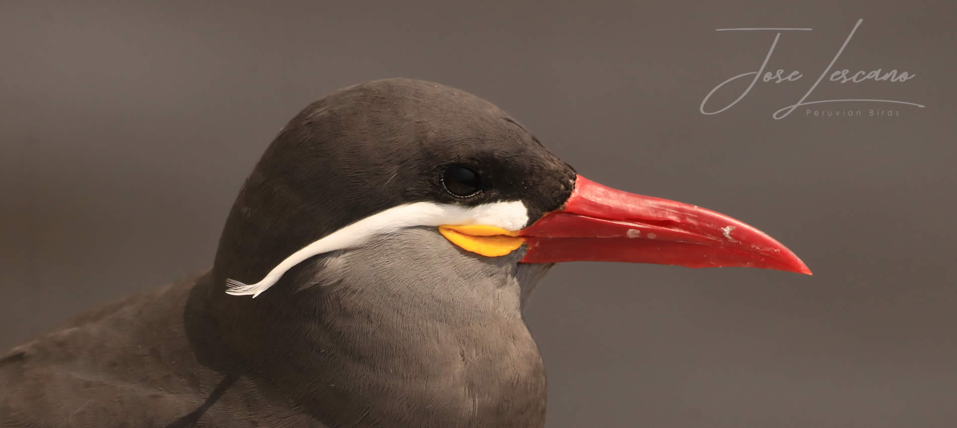 Lima Coast Birding: Pantanos de Villa and Pucusana - Half Day