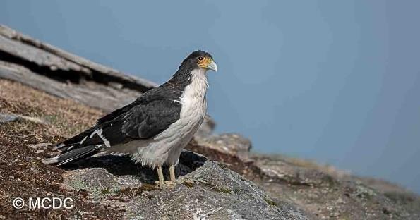 Birding in Almanza with Gourmet Lunch
