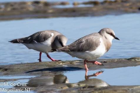 Tierra del Fuego Big Four Birding Circuit