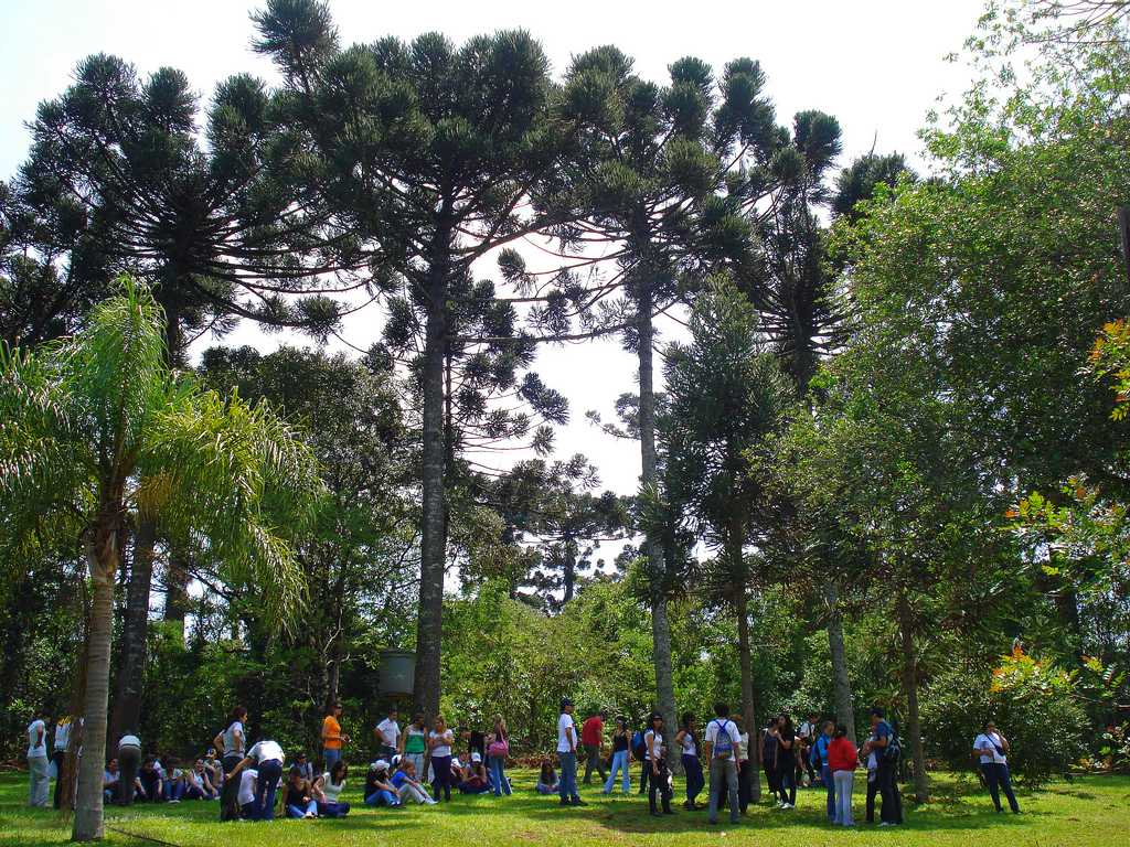 San Pedro Araucaria and Cruce Caballero Birding Day
