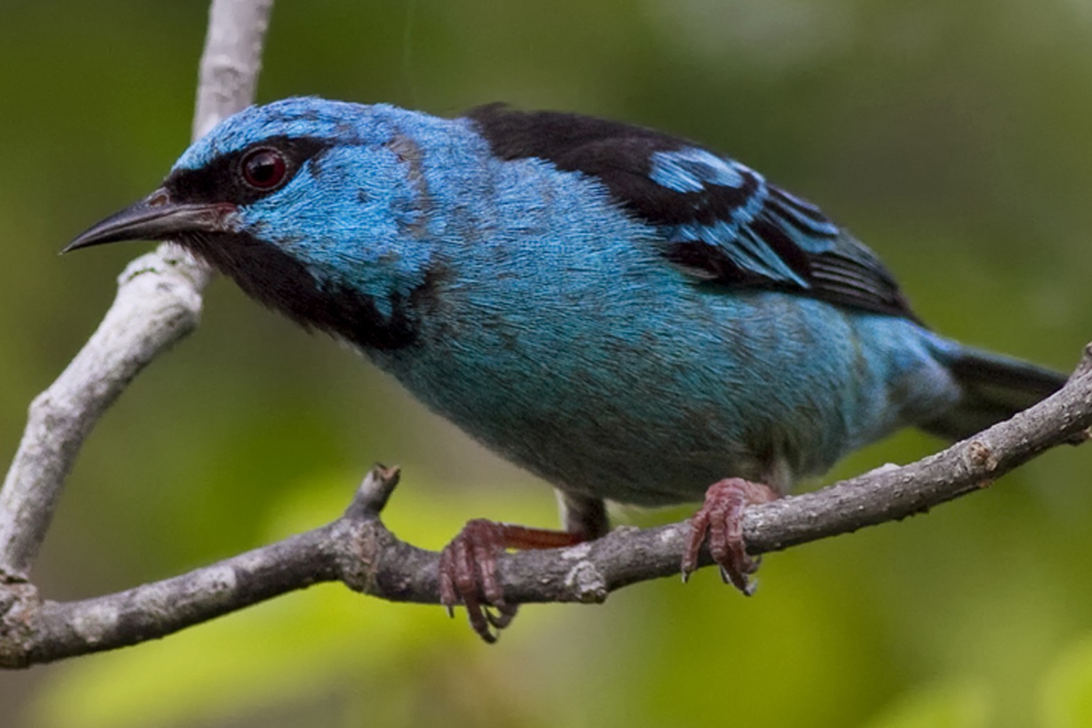 Best of Northern Misiones Five-Day Atlantic Forest Birding Tour