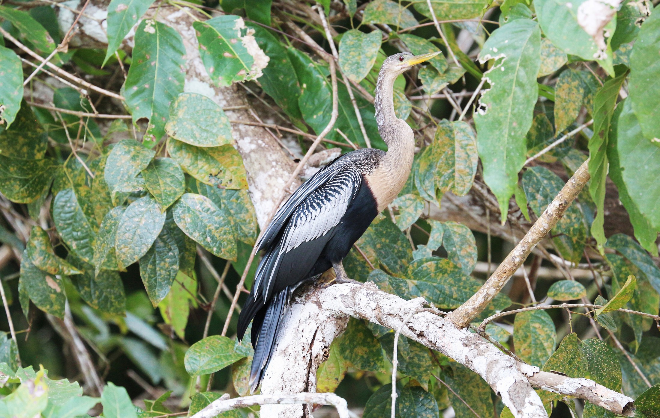 Lago Tarapoto Birding and Wetland Route