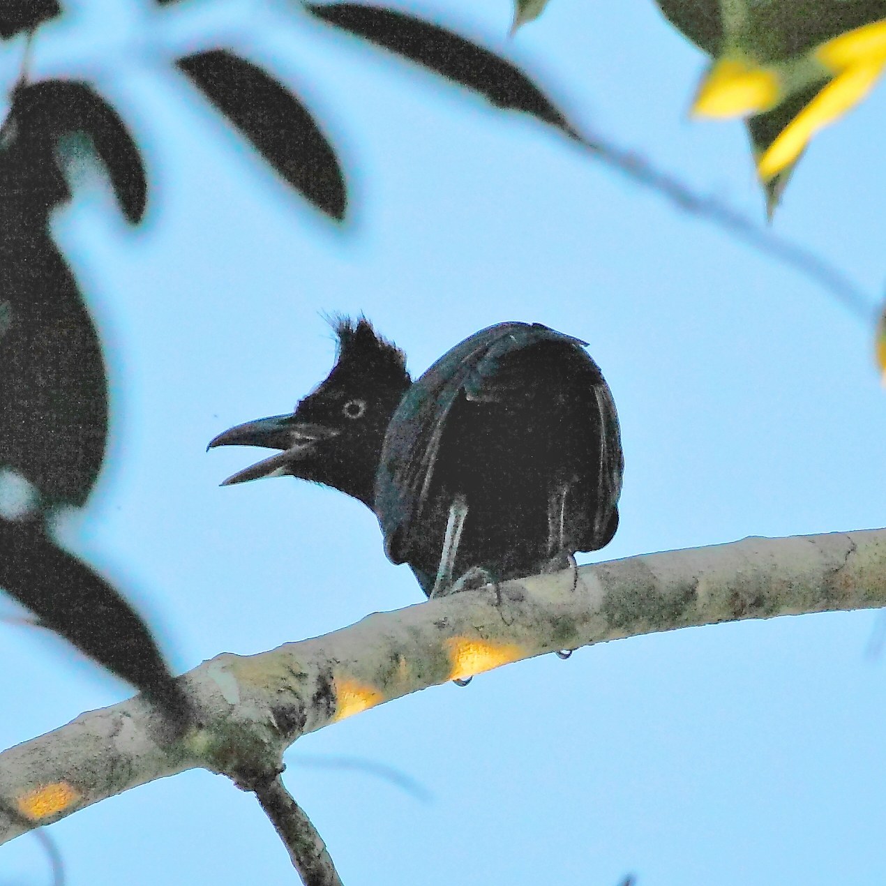 PNN Amacayacu Amazon Birding Route