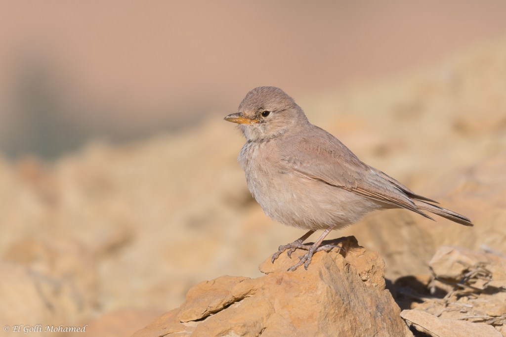 Tour image