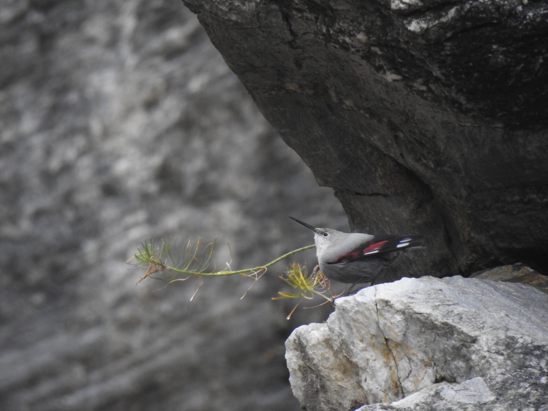 Early Spring Birdwatching Tour in Hungary