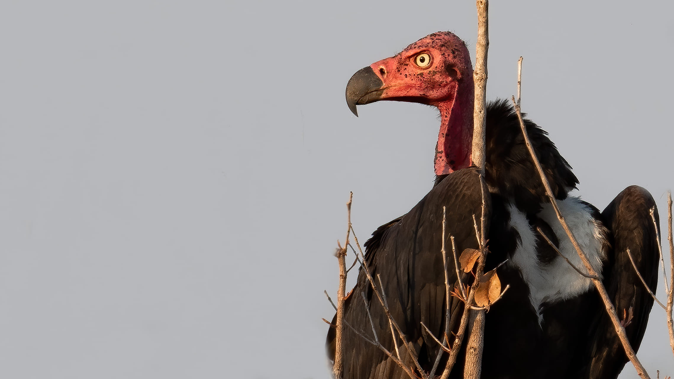 Cambodia Vulture Restaurant Tour