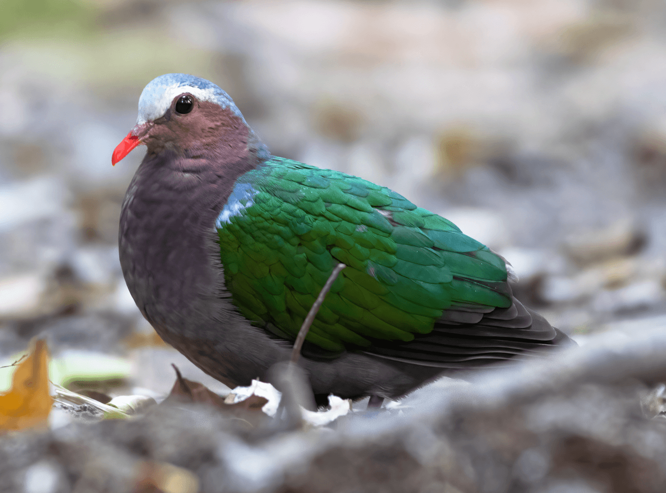 Changkran Roy Birding Tour: 2 days, 1 night
