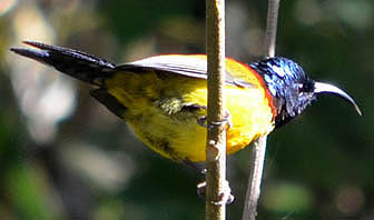 14-Day Kaziranga, Eaglenest and Nameri Birding Tour