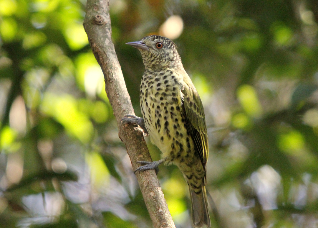 Itati and Tres Forquilhas Atlantic Forest Birdwatching with Roberto Botelho