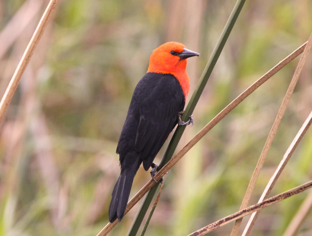 Santo Antonio Birdwatching Route with Roberto Botelho