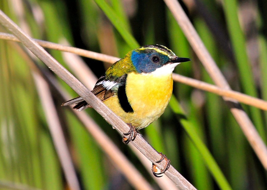 Lagoa do Peixe Birdwatching with Roberto Botelho