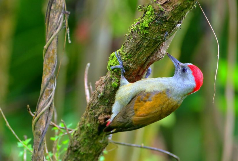 7-Day Rift Valley and Bale Mountains Birding Tour with Armaye Ethiopia Tours