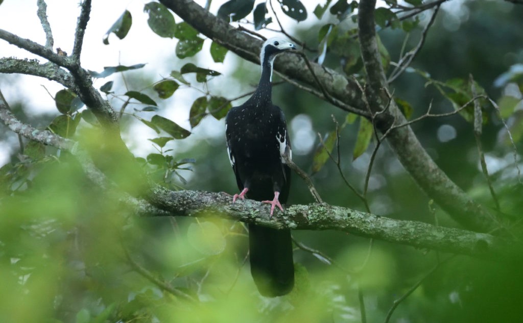 Great Chaco Cerrado and Pantanal Twelve-Day Birding Tour with Wildlife Paraguay