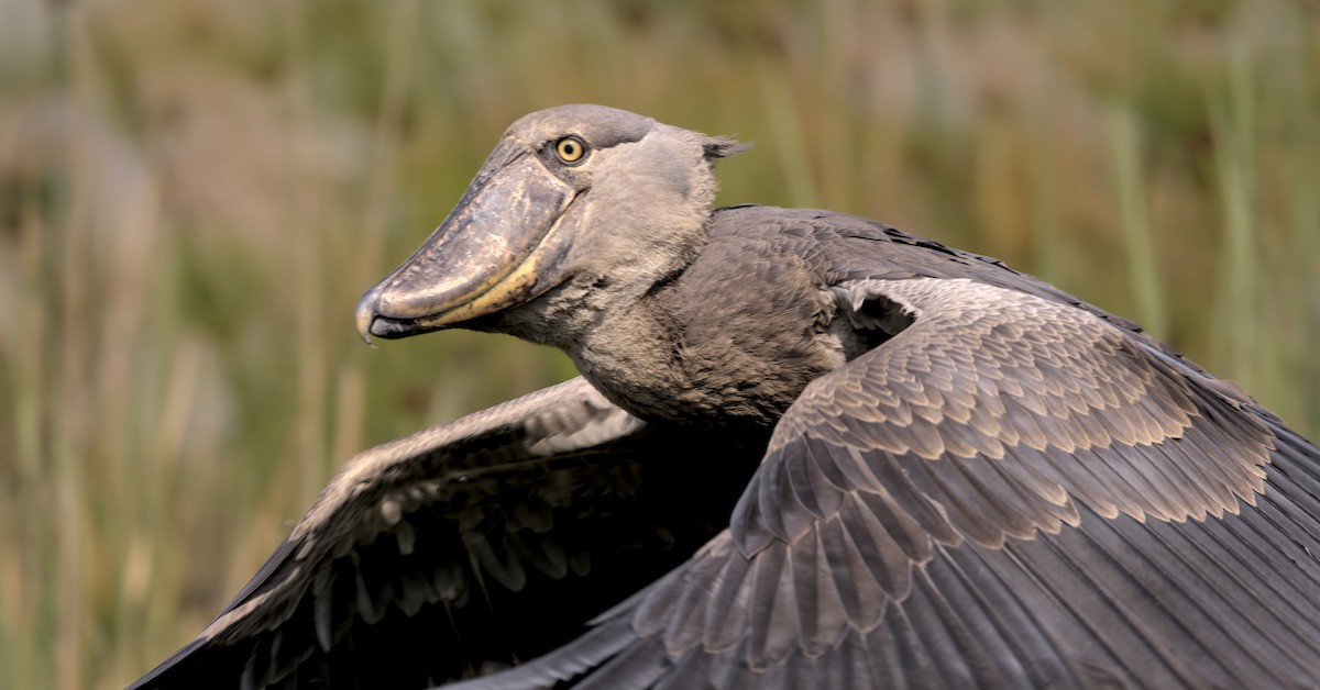 15-Day Uganda Birding Tour 2027
