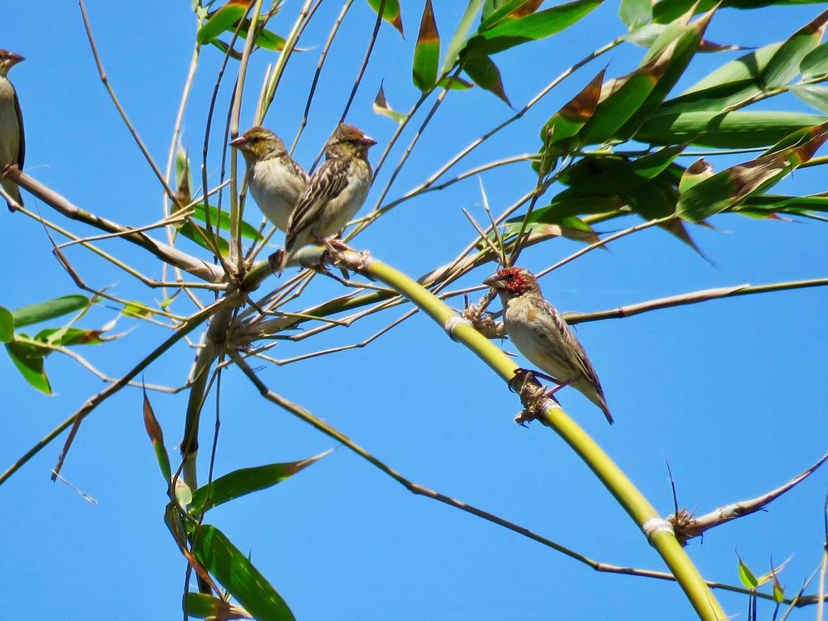 9-Day Mozambique Lowland Forest Birding Safari from Beira