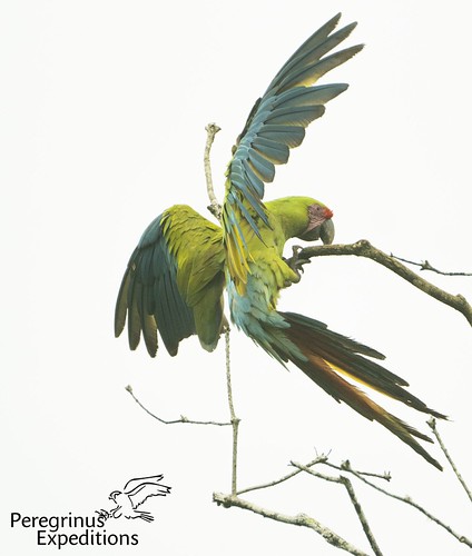 Costa Rica Birdwatching and Nature Trip 2027 with Peregrinus