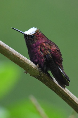 El Copal Biological Reserve Birding Day Tour with Peregrinus