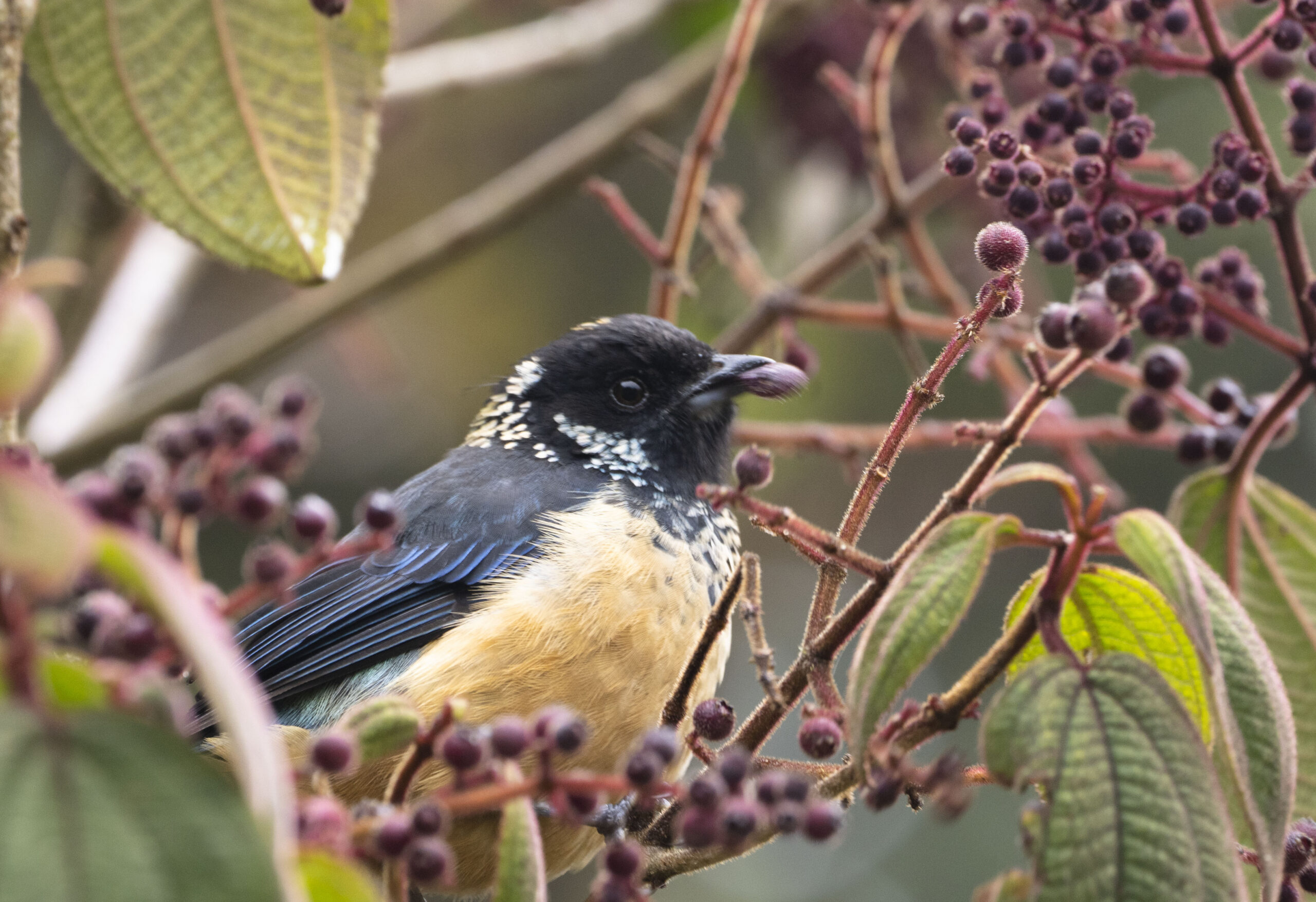 Tapanti National Park Birding Day Tour with Peregrinus