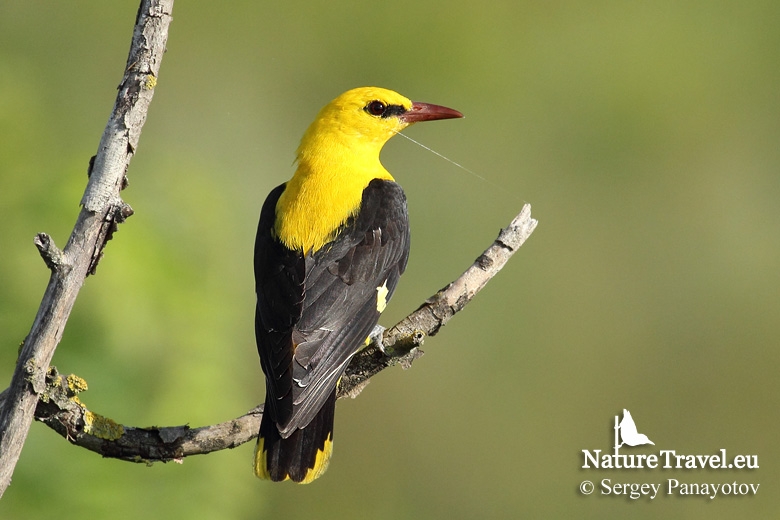 Bird Photography in Spring in Bulgaria with NatureTravel