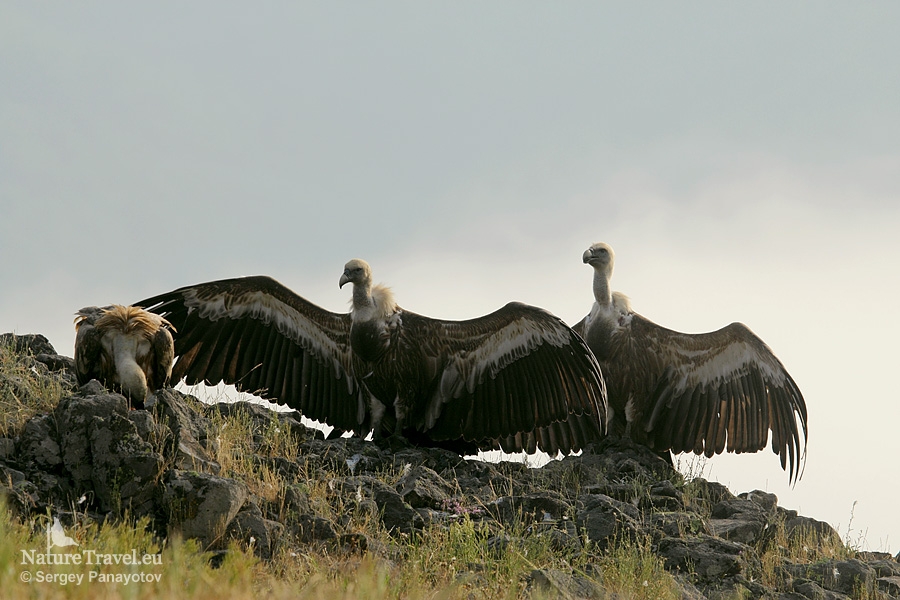 Eagles and Vultures Photography in Bulgaria with NatureTravel