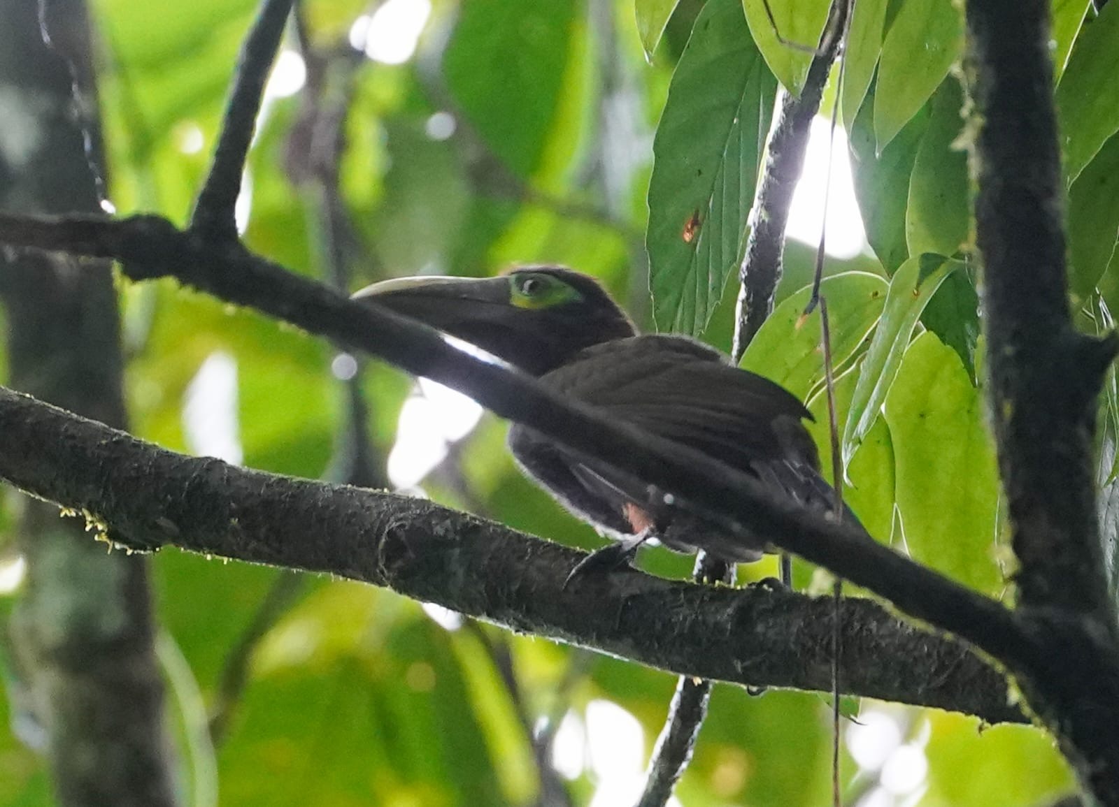 Private Costa Rica Birding Day Tours with Erick Guzman