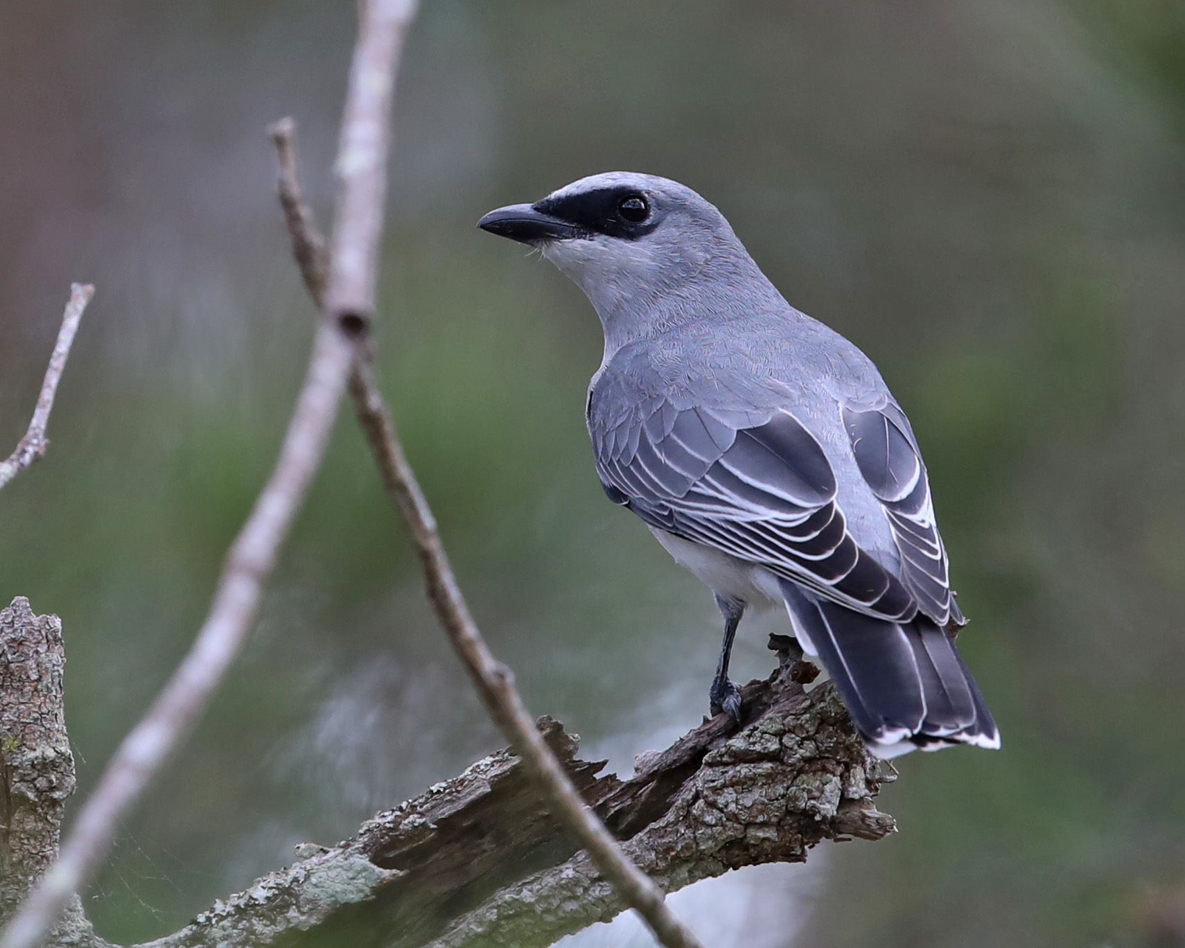 Full-Day Cairns Birdwatching Tour with Doug Herrington