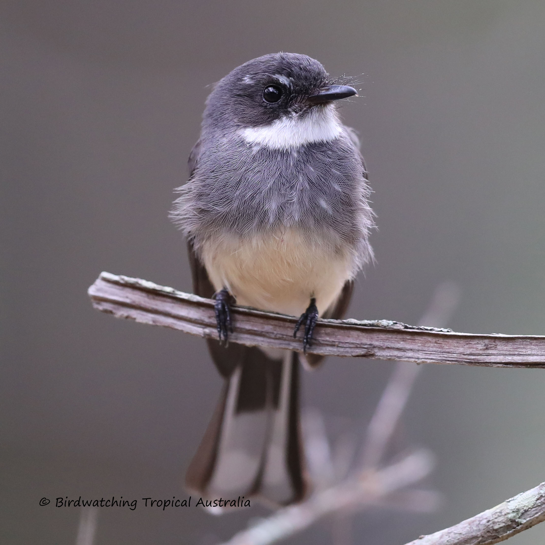 Half-Day Port Douglas Birdwatching Tour