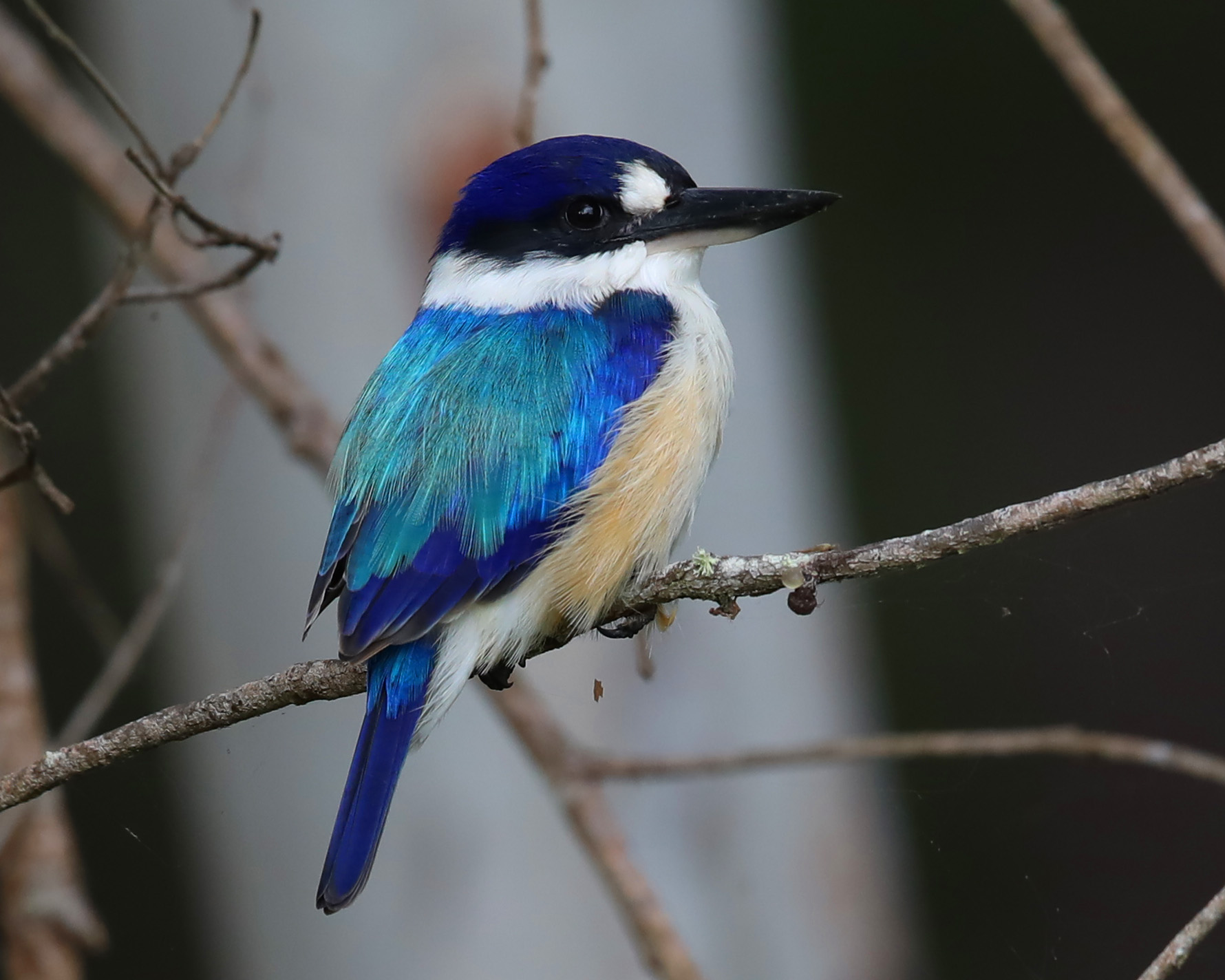 Full-Day Cairns and Port Douglas Bird Photography Tour