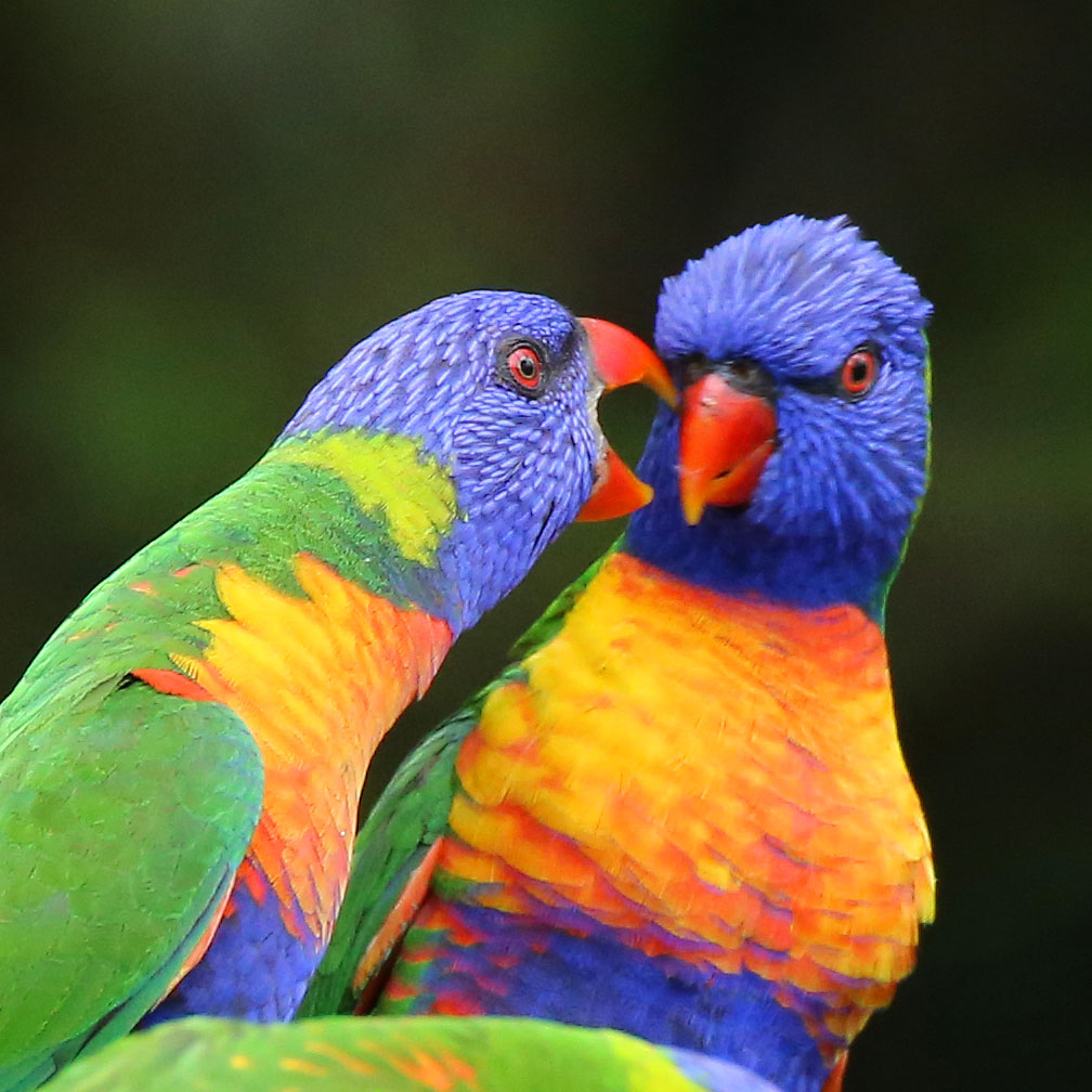 Half-Day Port Douglas Bird Photography Tour