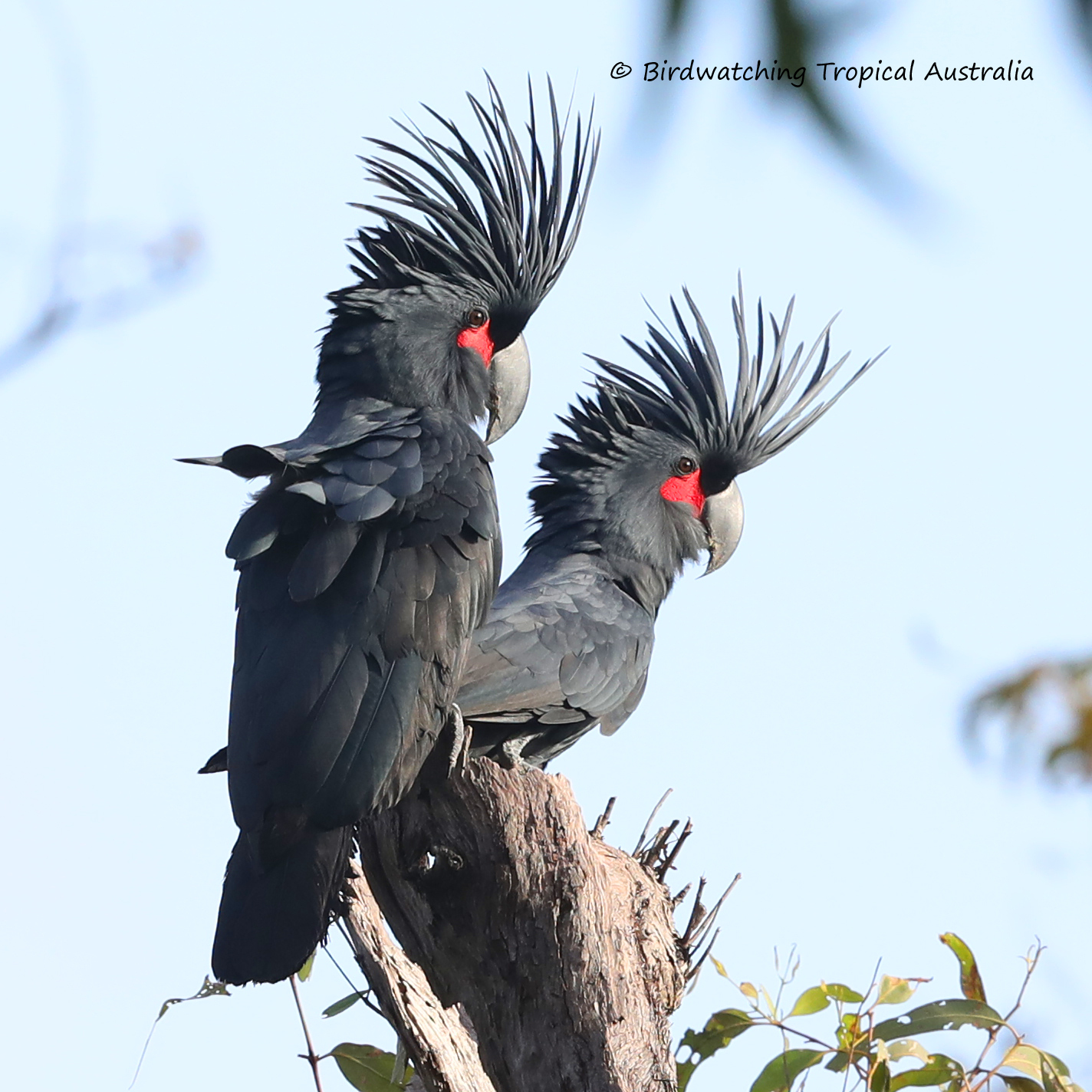 7-Day Cape York and Iron Range Birding Tour from Cairns