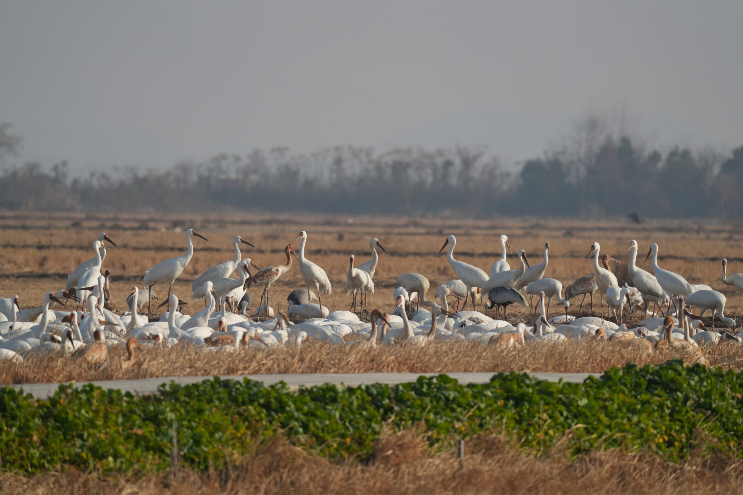 Classic Southeast China Winter Birding Tour - 15 Days