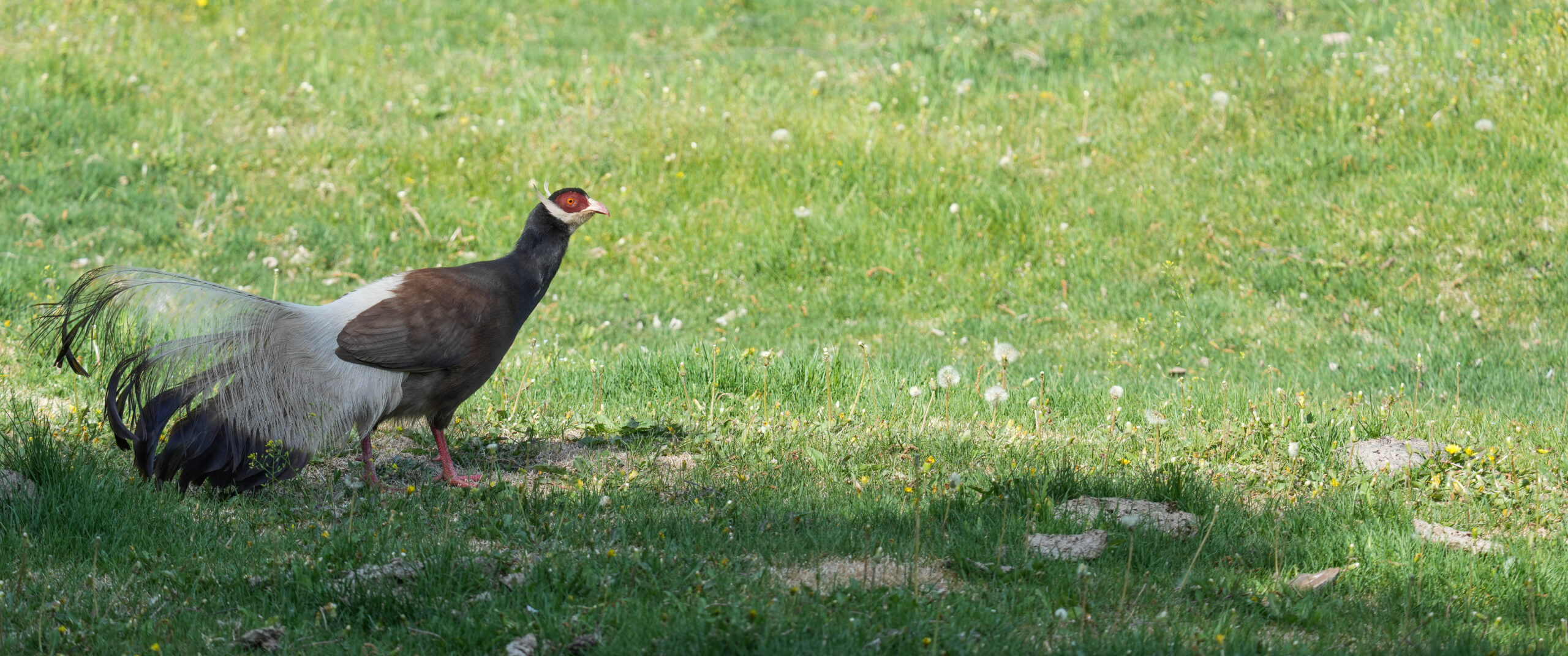 Beijing and Northeast China Birding Tour - 14 Days