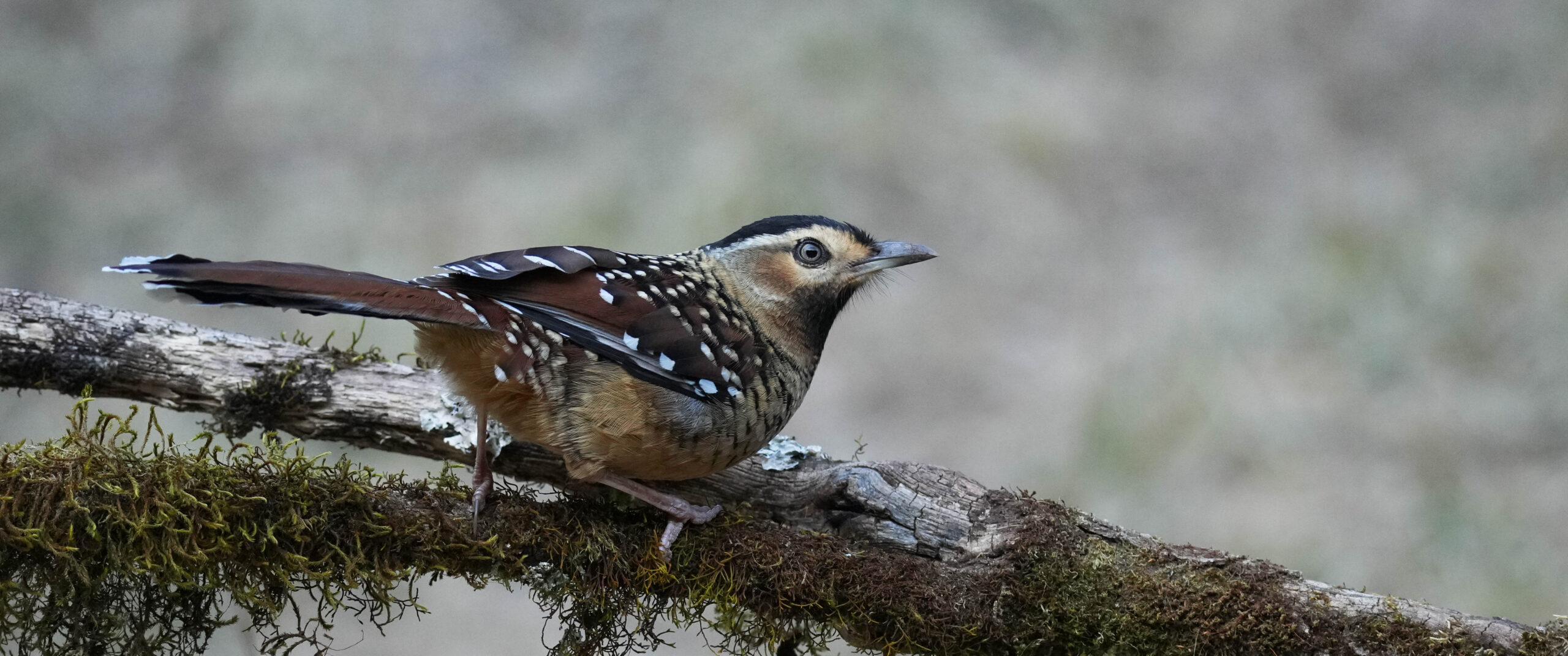 Classic Sichuan Birding Tour - 20 Days