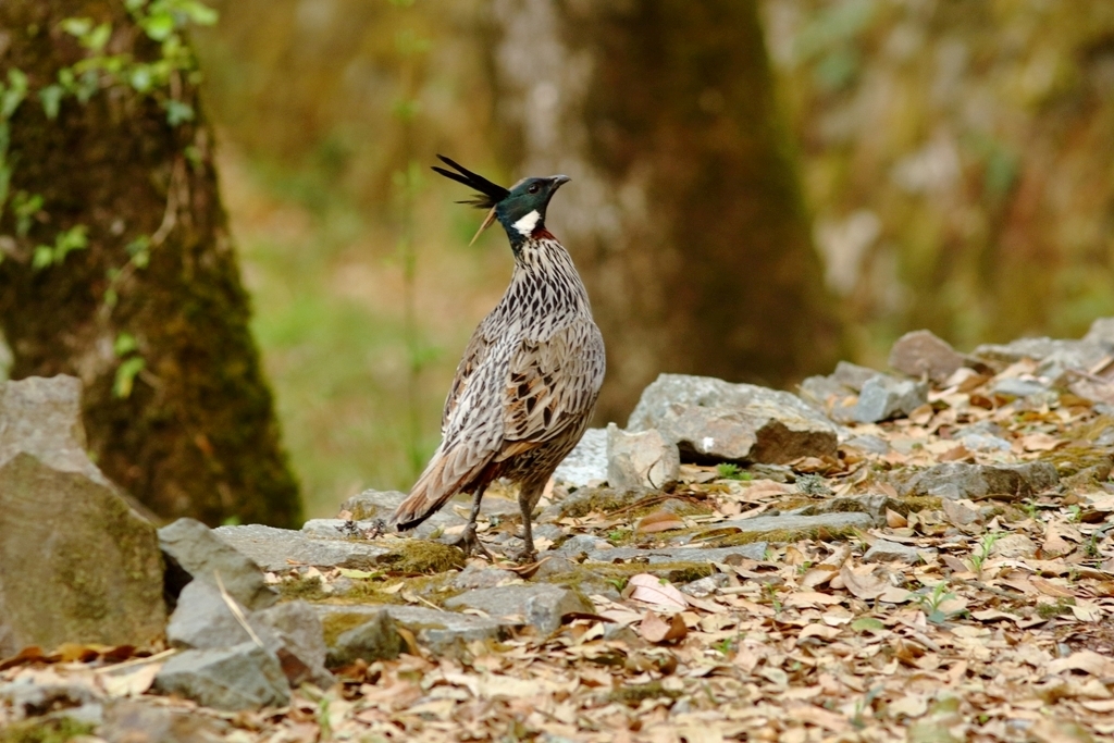 Private Pangot and Kilbury Forest Birding Walk with Jagjeewan Dhami