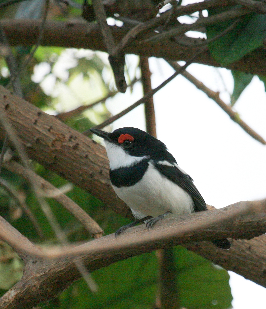 Private Full-Day Gambia Birding Tour with Junkung Jadama